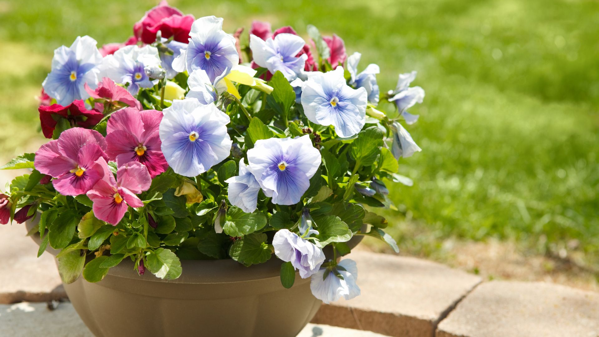 These 15 Annual Flowers Are Ideal For Growing In Pots (Plus 5 That Bloom With Minimal Effort)