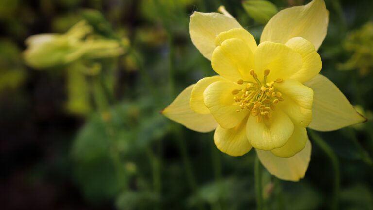 yellow columbine bloom