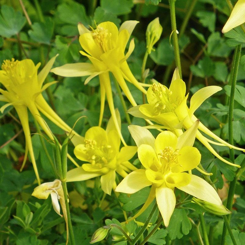 Yellow Columbine (Aquilegia chrysantha)