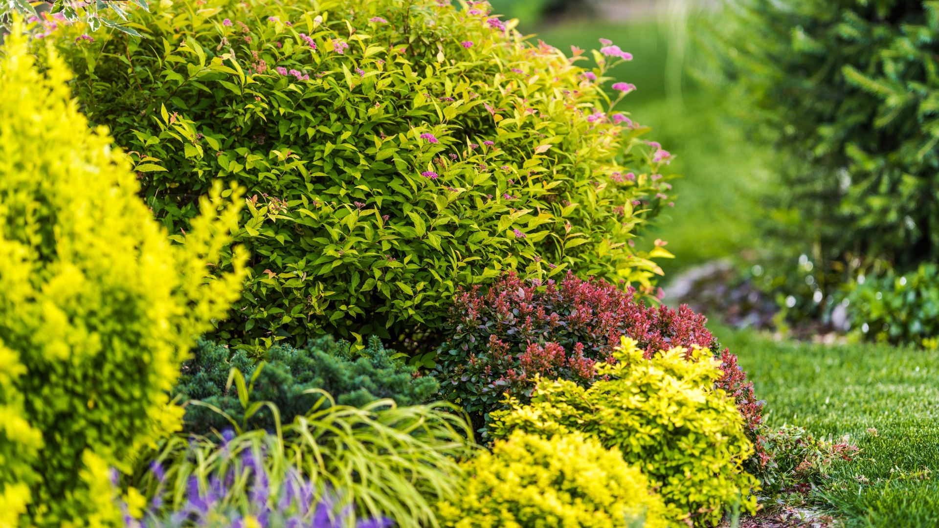 landscaping with shrubs