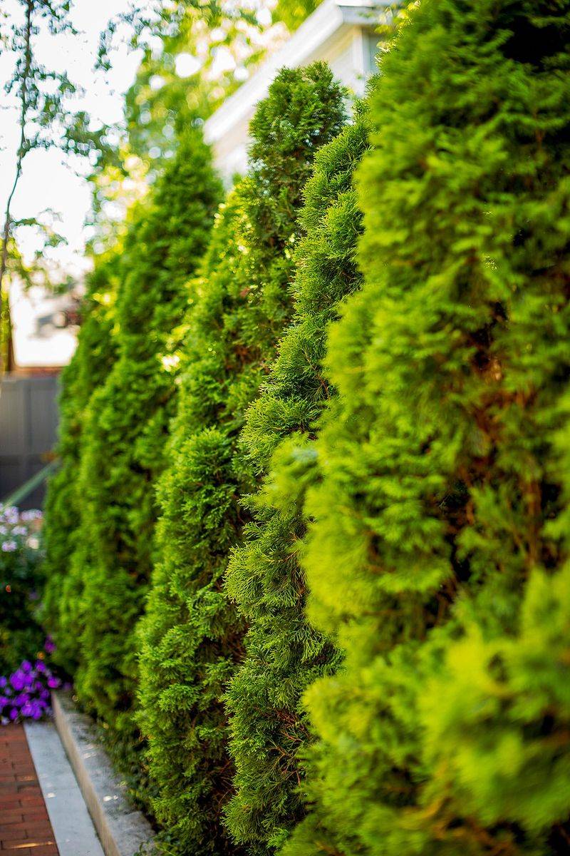 Creating a Living Privacy Screen