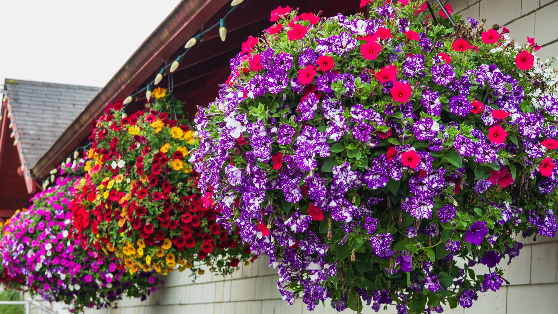 calibrachoa flower in hanging basket