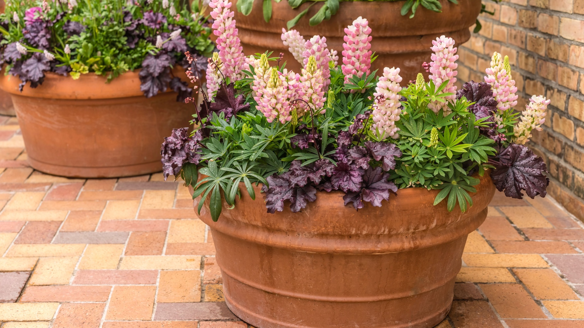 potted perennials