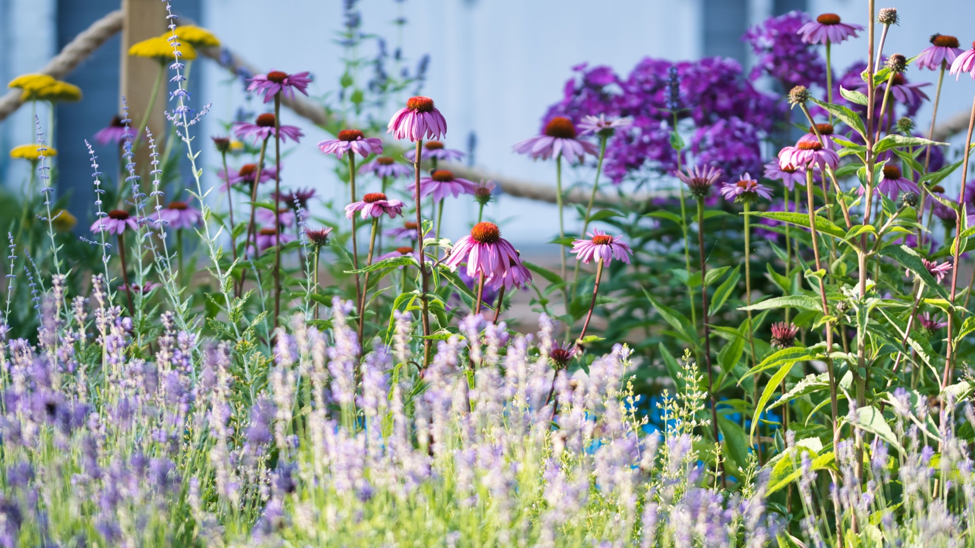 These 35 Perennial Plants Are So Resilient Even Beginners Can’t Ruin Them