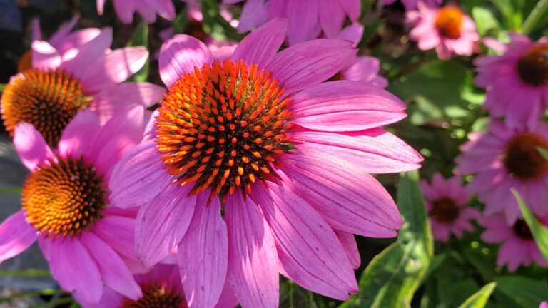 coneflower