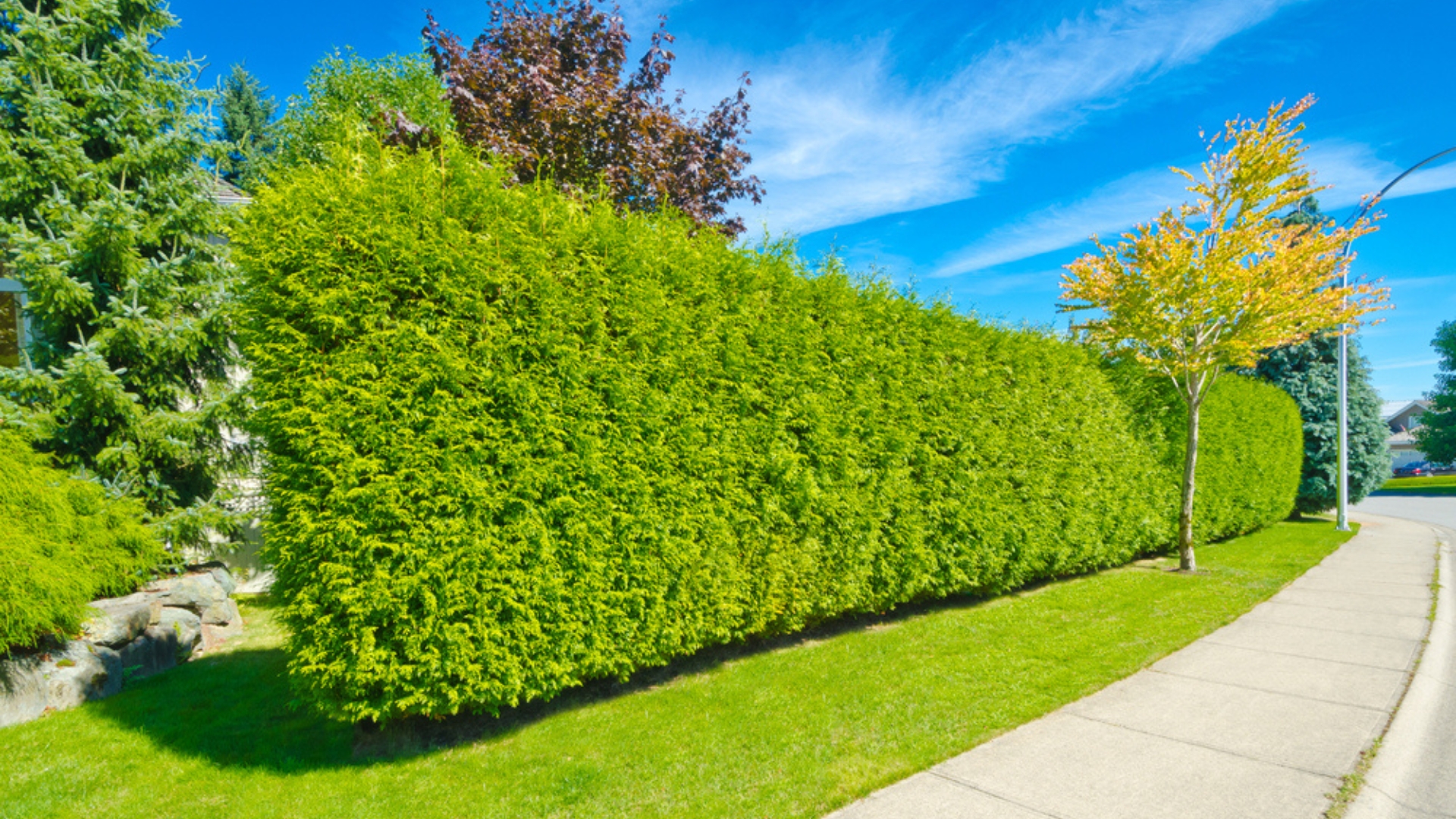living fence