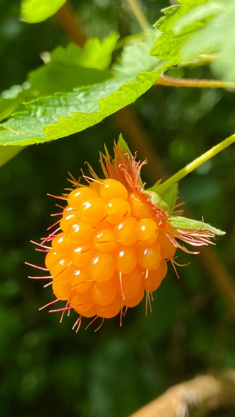 Salmonberries