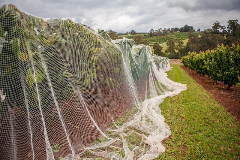 Install Bird Netting