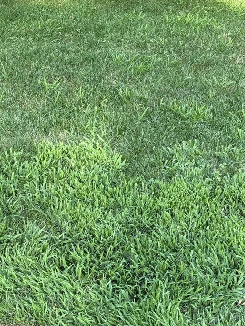Crabgrass Invasion