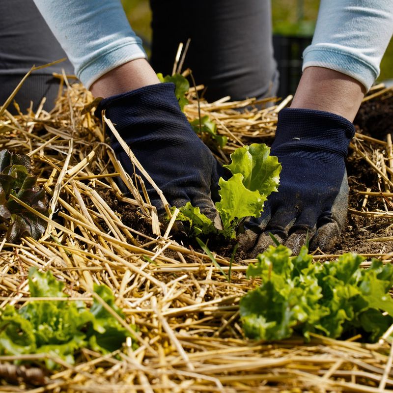 Apply Organic Mulch