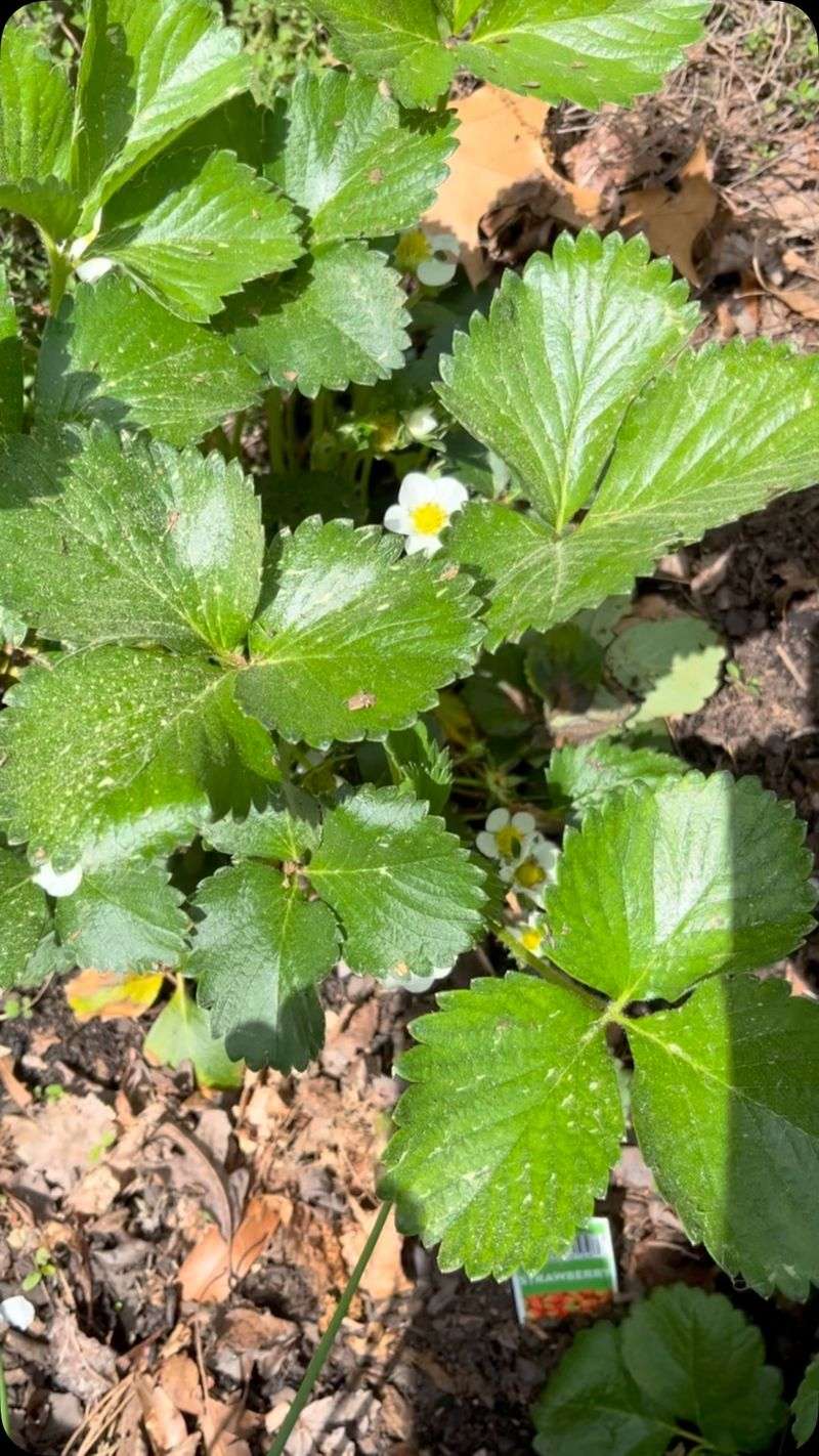 Pinch First-Year Blossoms