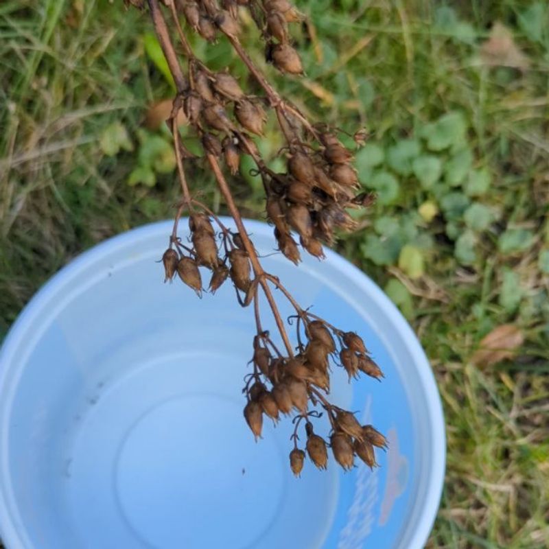 Collect and Scatter Seeds