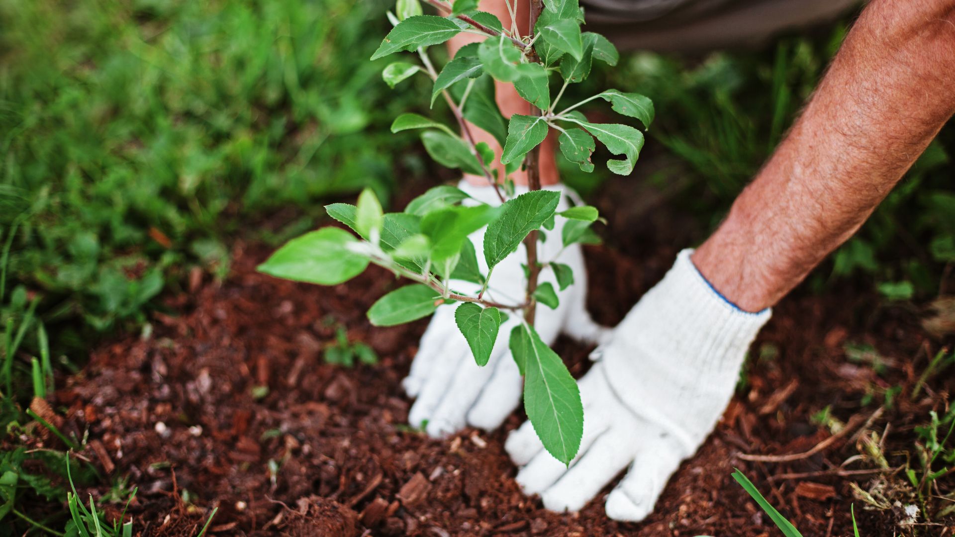 21 Things Master Gardeners Want New Gardeners To Stop Doing (And 22 Tips To Do Instead)
