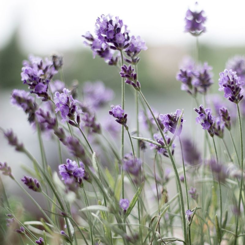 Lavender