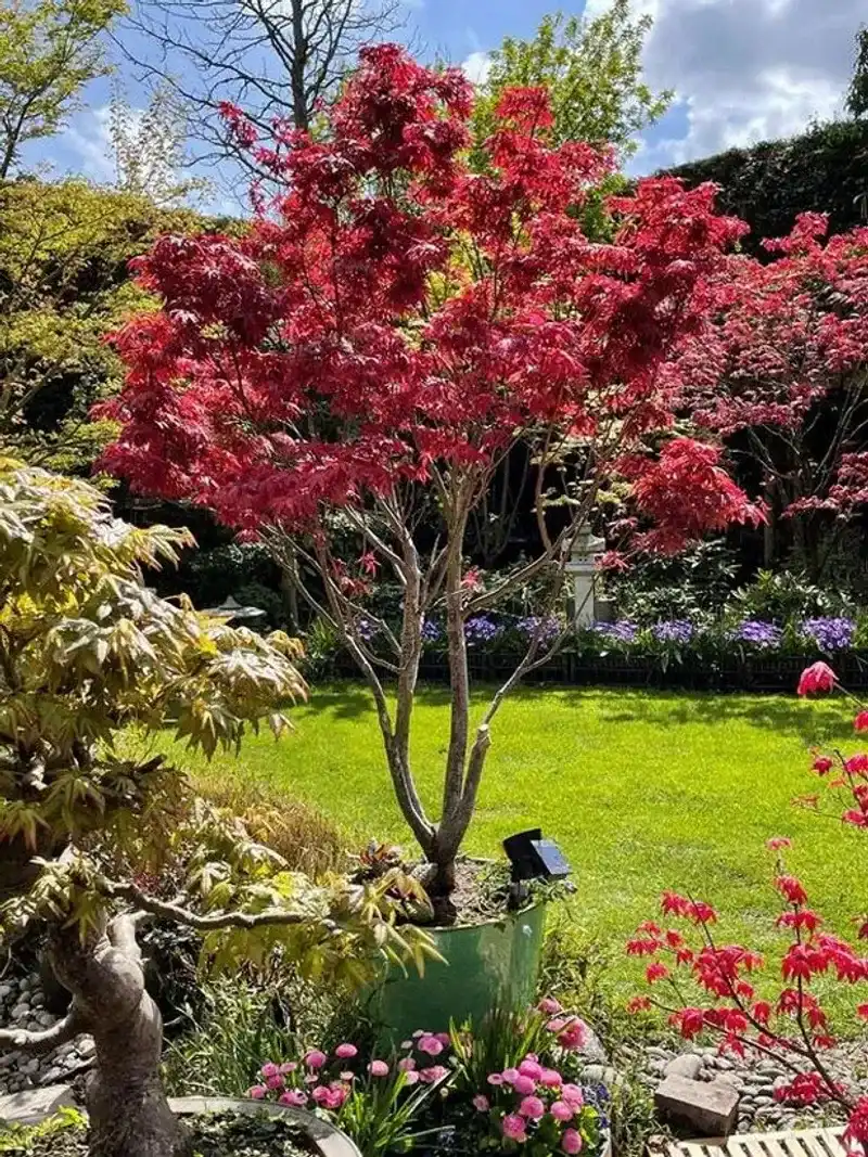 Maple Root Competition