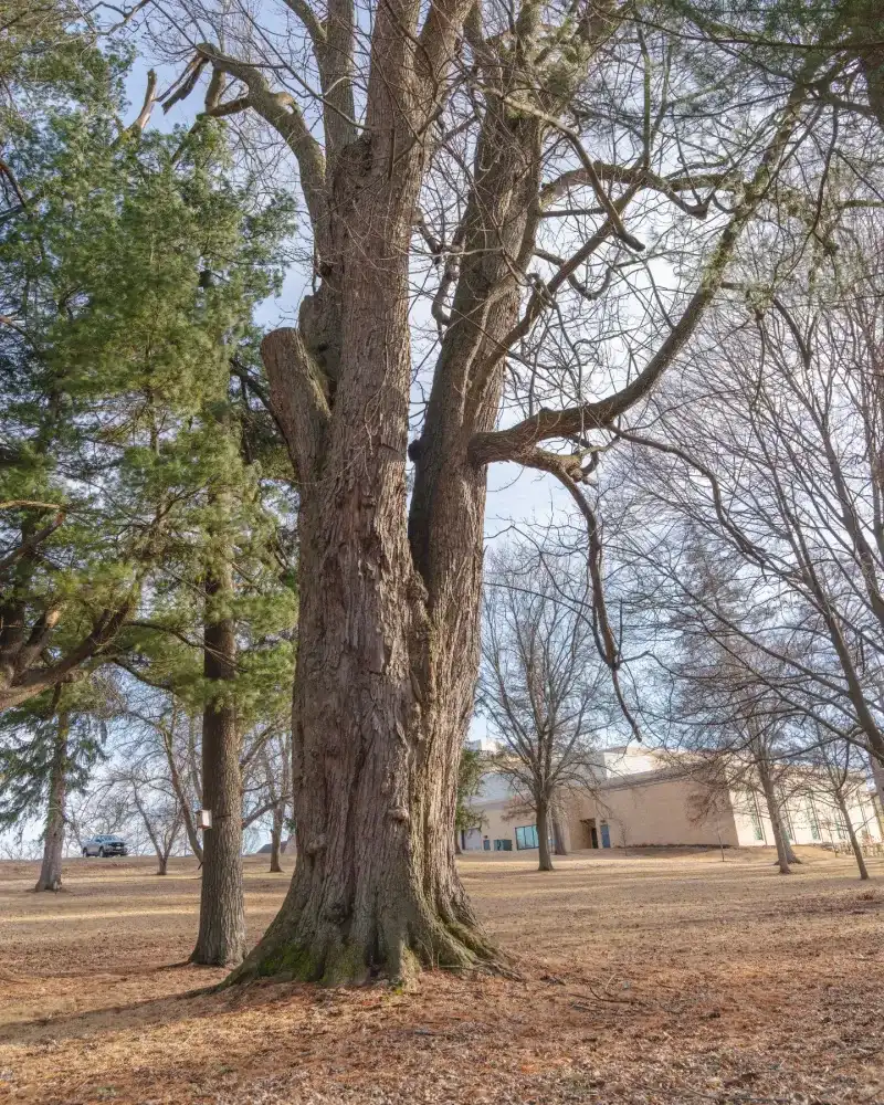 Silver Maple