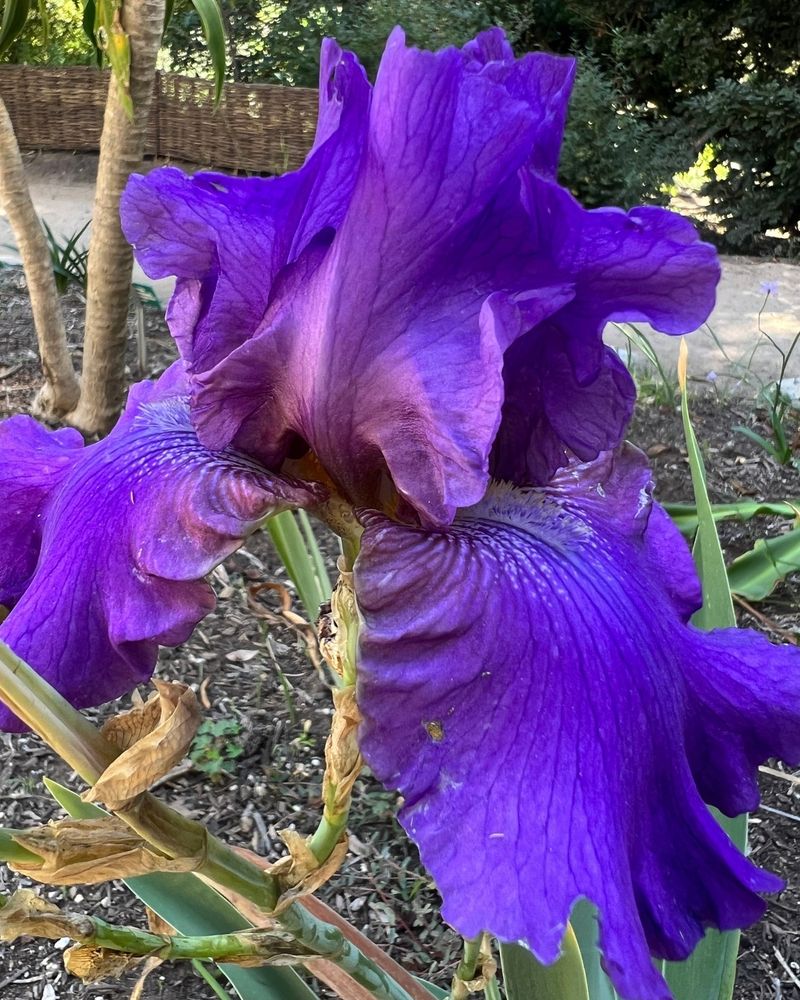 Bearded Iris