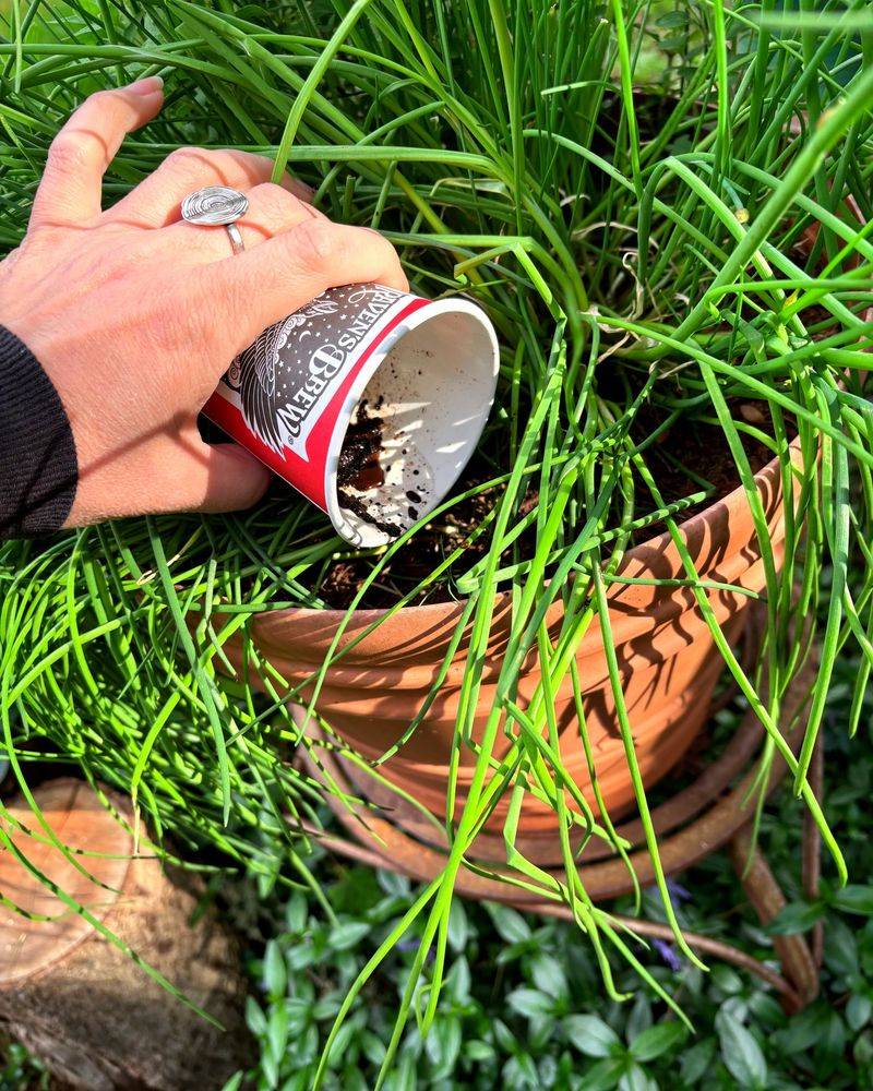 Coffee Ground Fertilizer