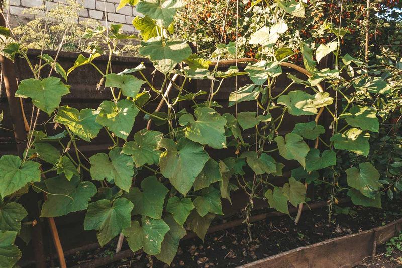 Cucumbers and Sunflowers: Climbing Partners