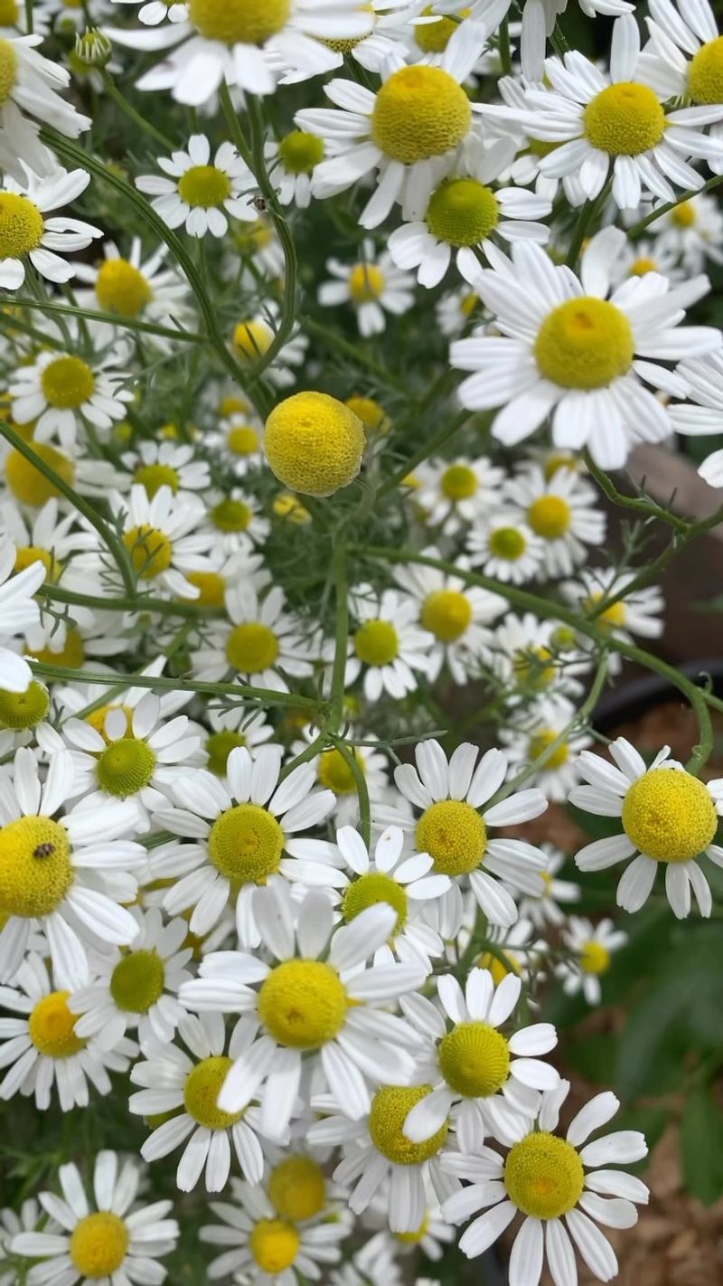 Beautiful White Flowers