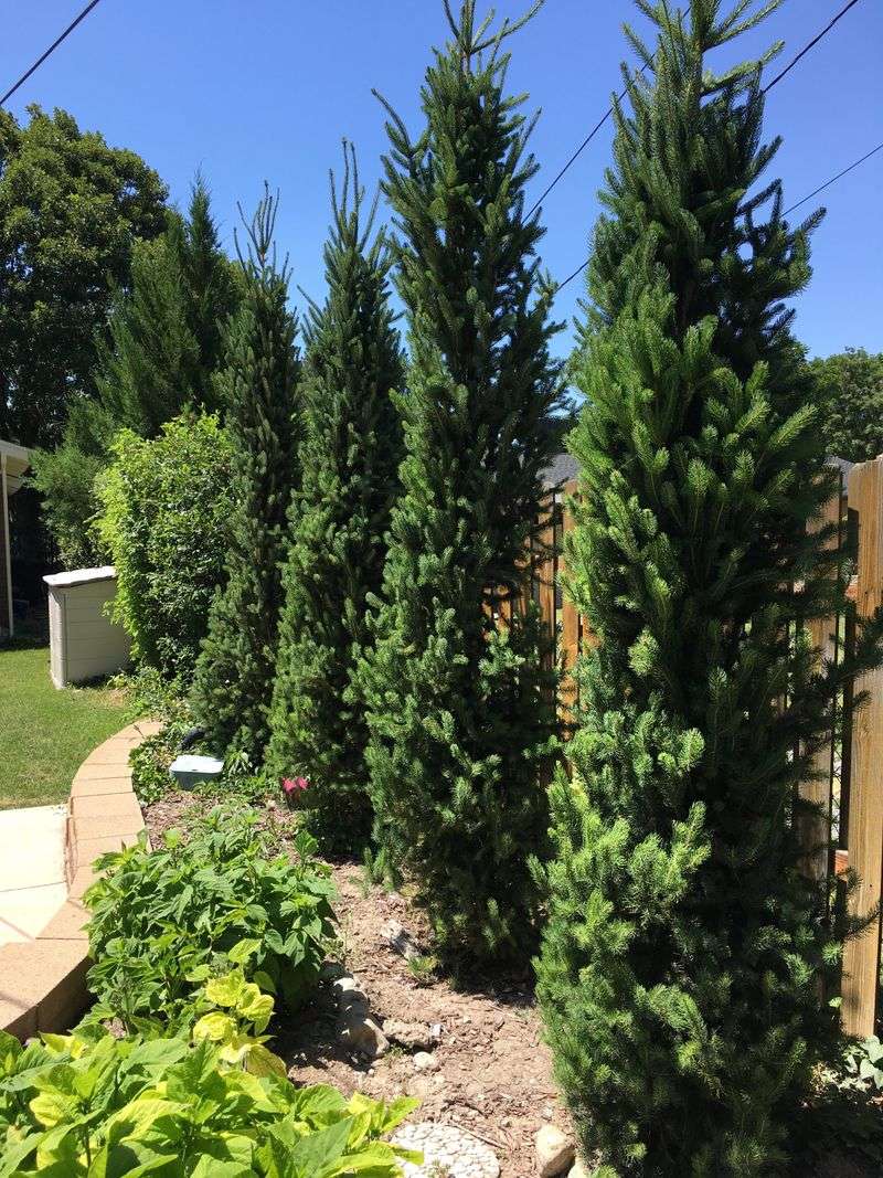 Columnar Norway Spruce
