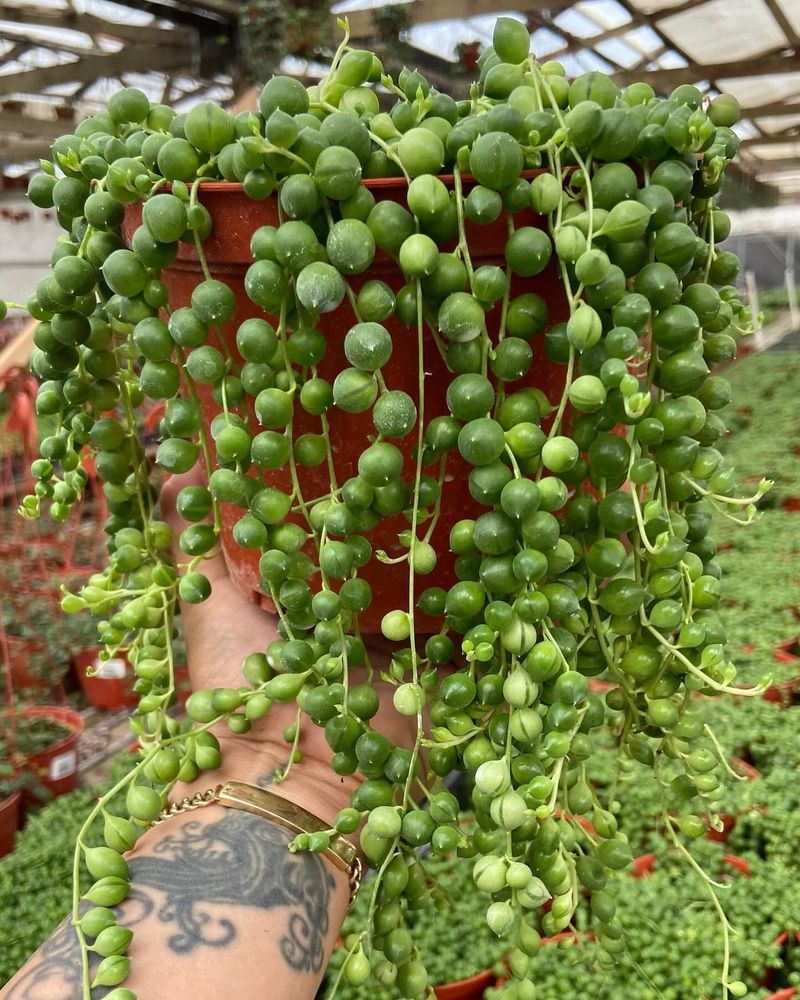 String of Pearls