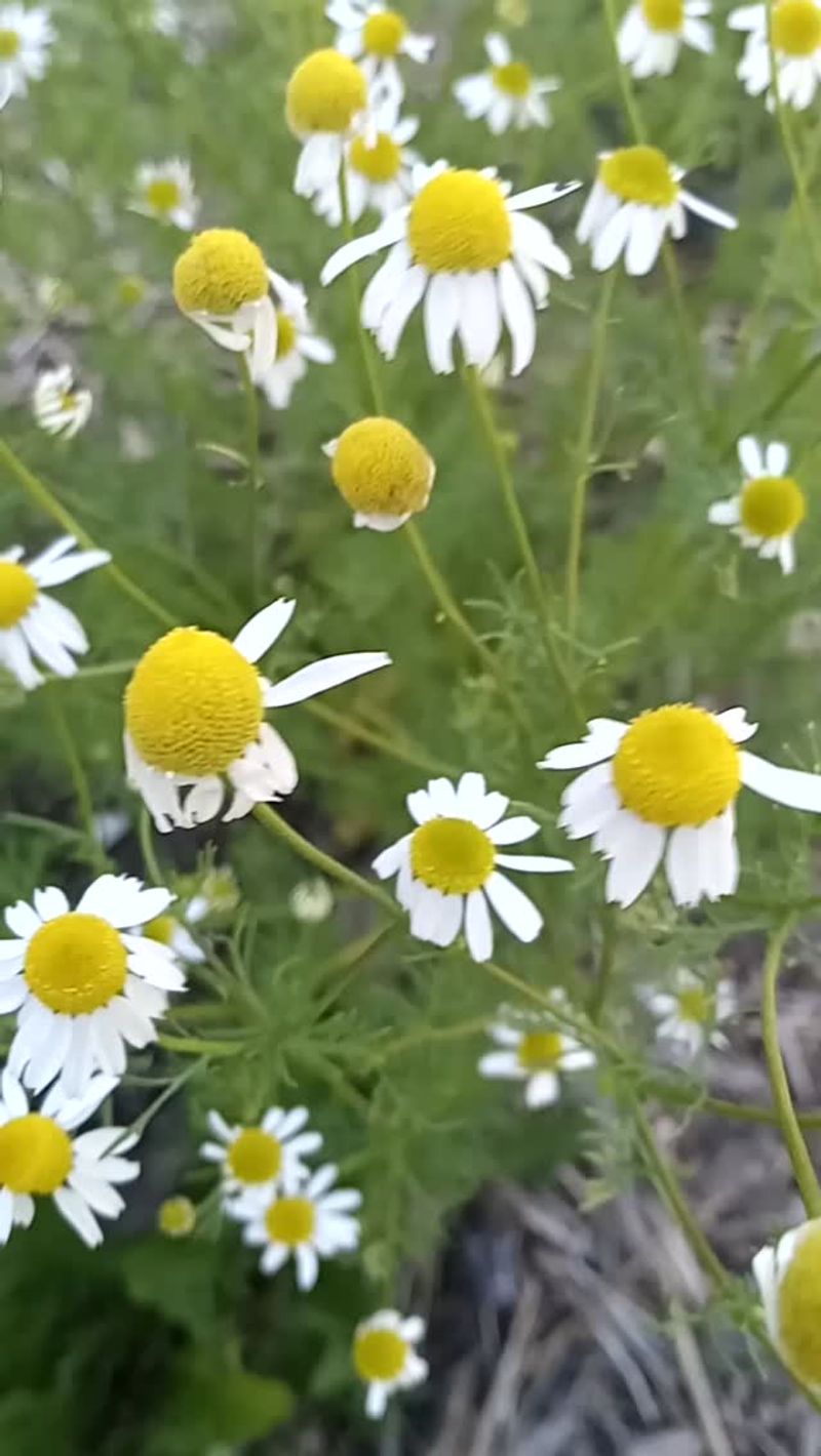 Chamomile