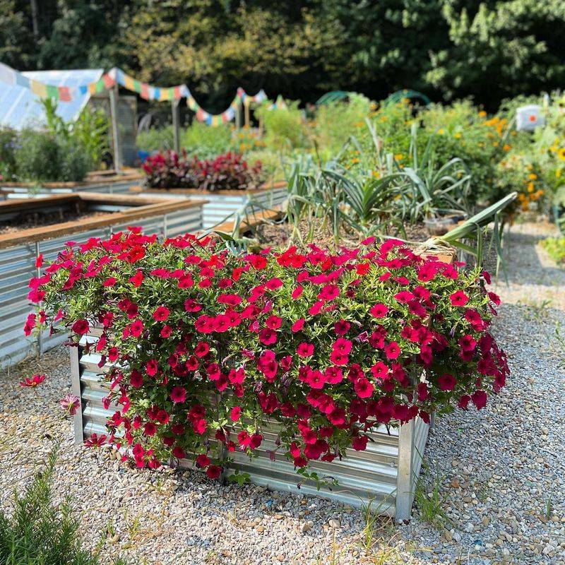 Petunias