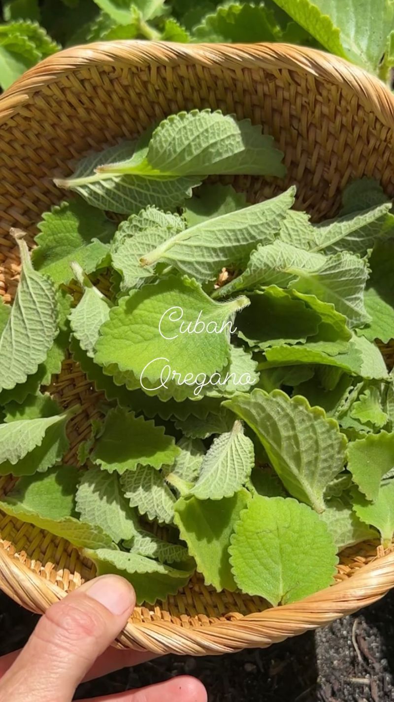 Oregano