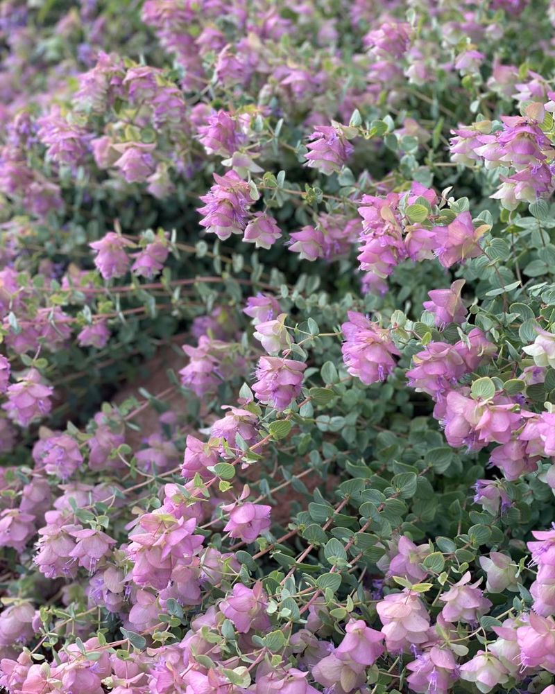 Oregano: Heat Makes It Happier