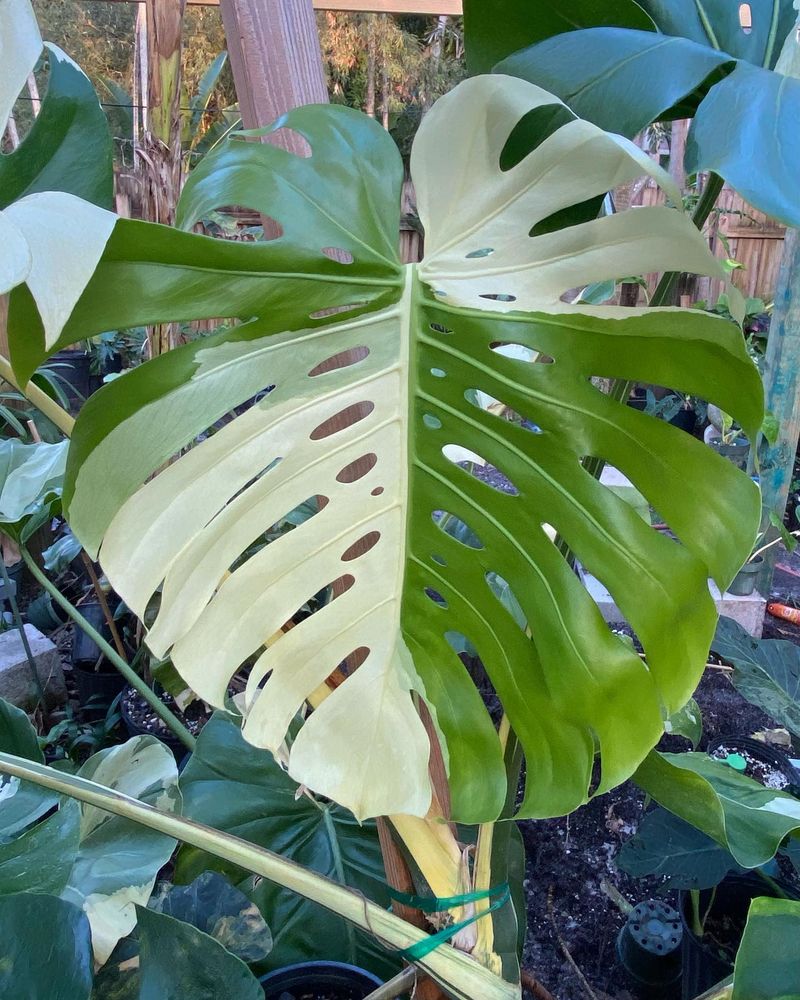 Monstera Deliciosa