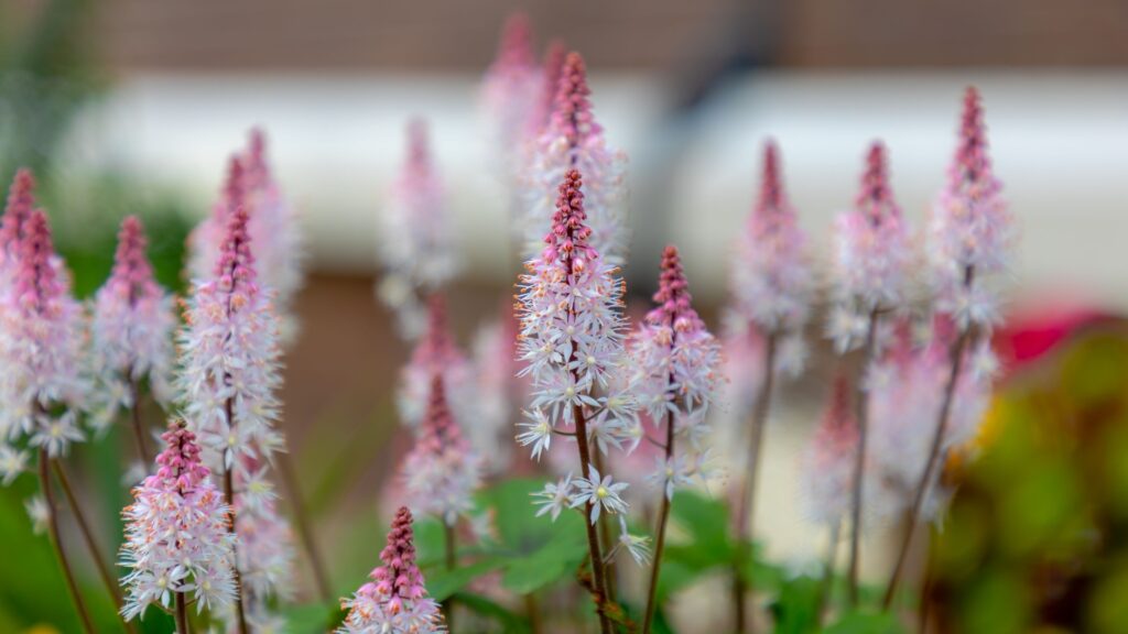 tiarella flowers