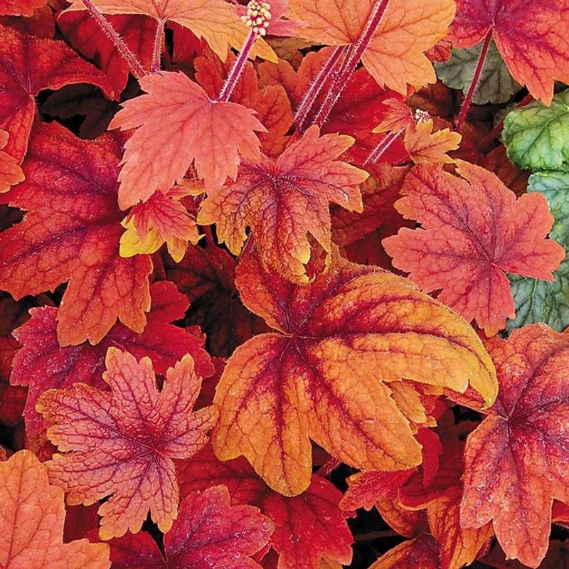 Heucherella (Foamy Bells)