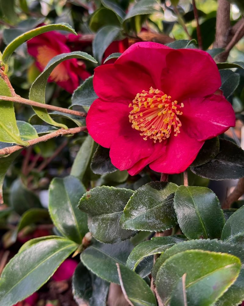 Camellia