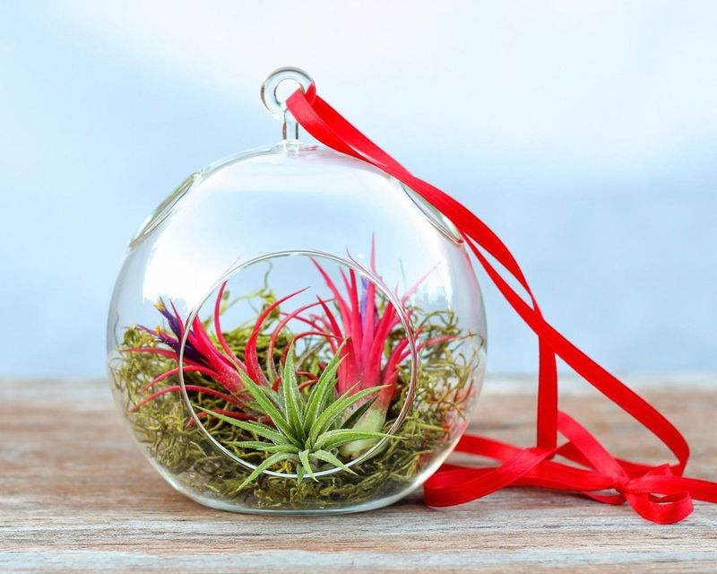 Hanging Glass Terrariums