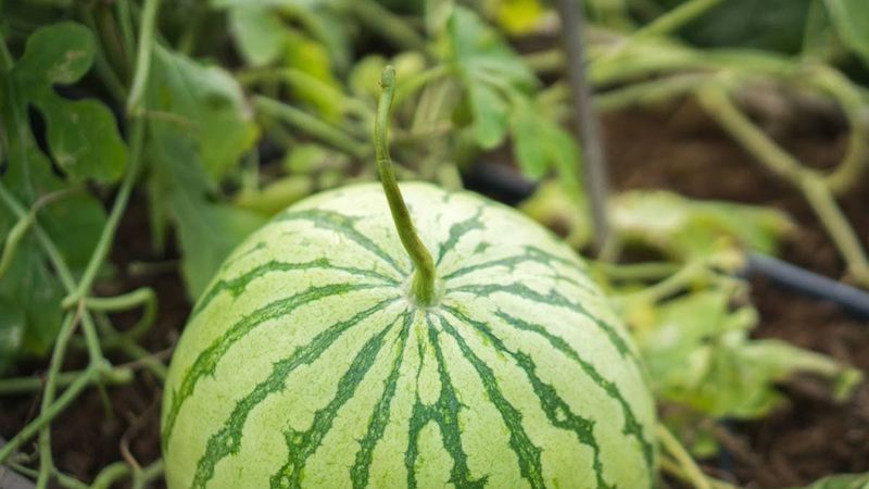 Watch For Signs Of Ripeness