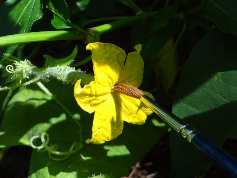 Hand-Pollinate For Guaranteed Fruit Set