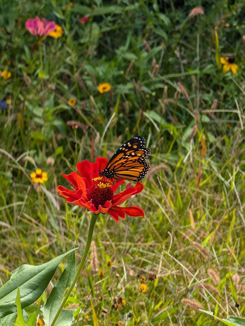 Partner with Pollinators