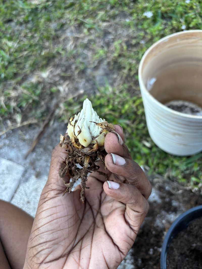 Master the Bulb Planting Technique
