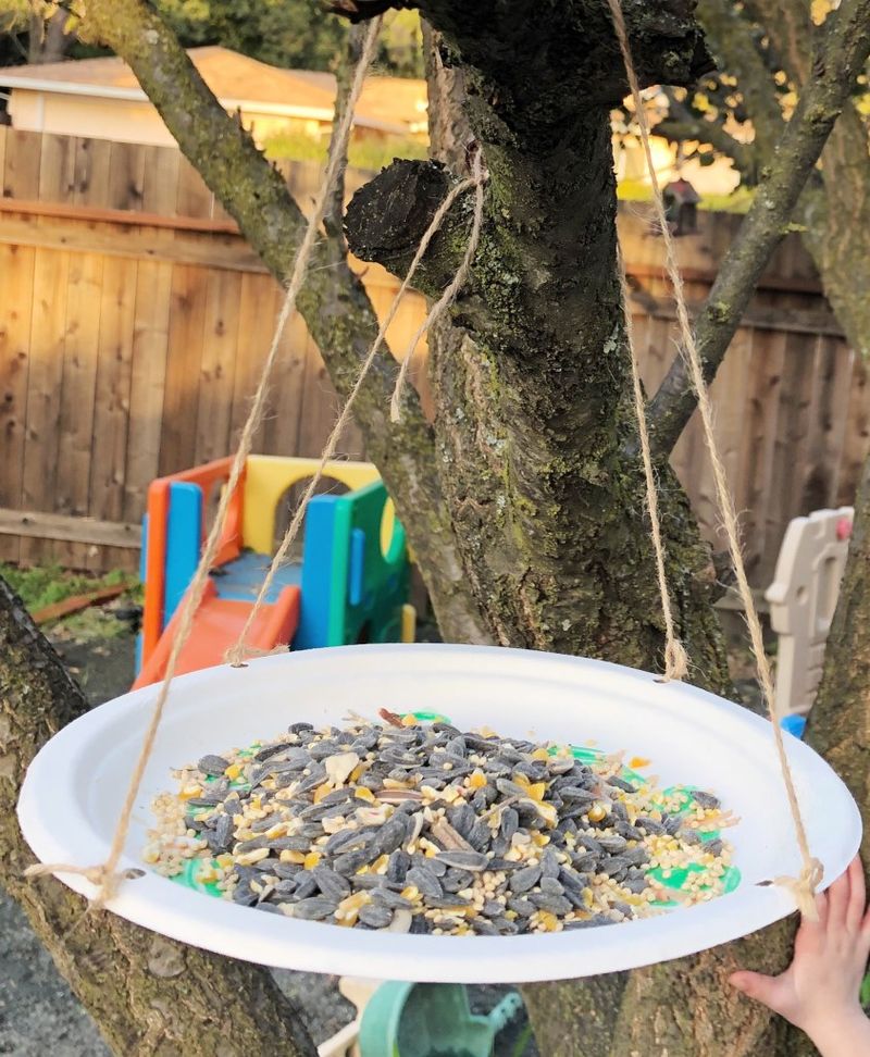 Paper Plates as Seed Trays