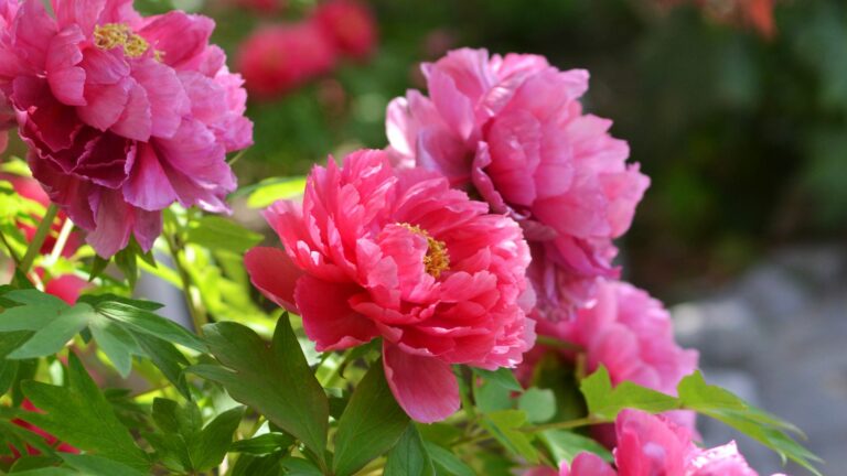 peonies in full bloom