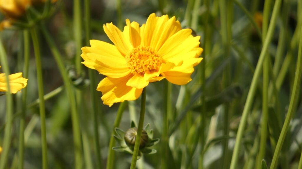tithonia flower