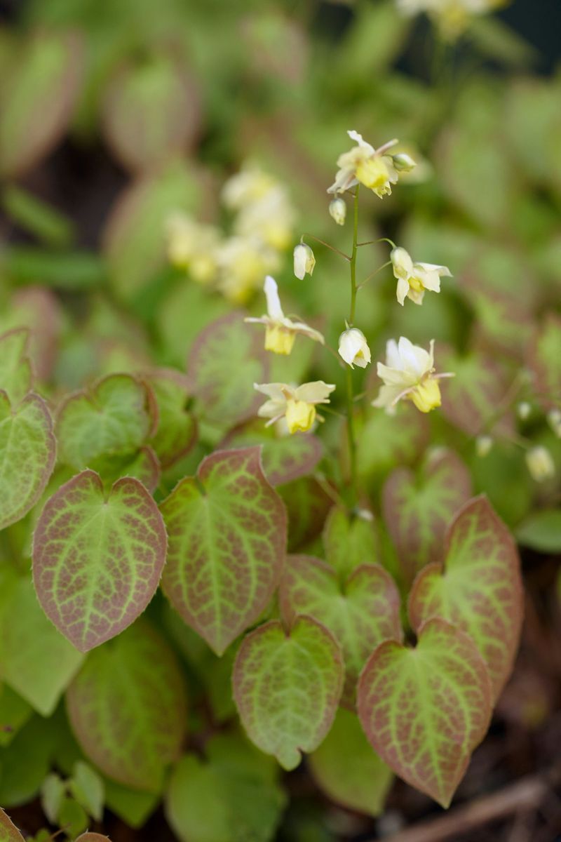 Epimedium