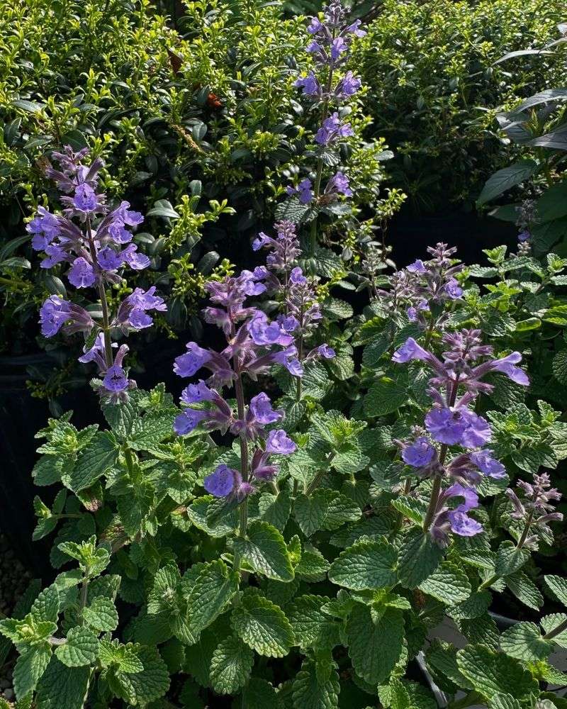 Catmint