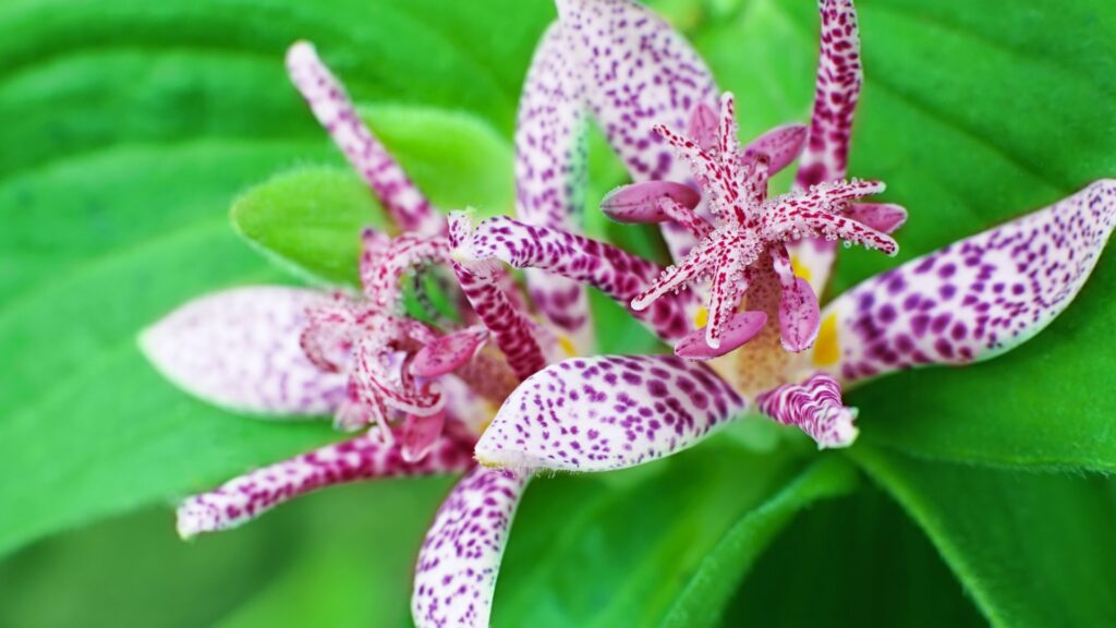 toad lily flowers
