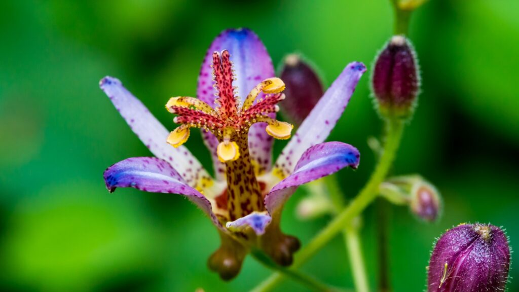 toad lily flower