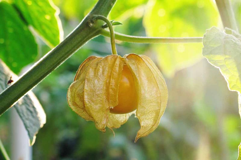 Ground Cherries
