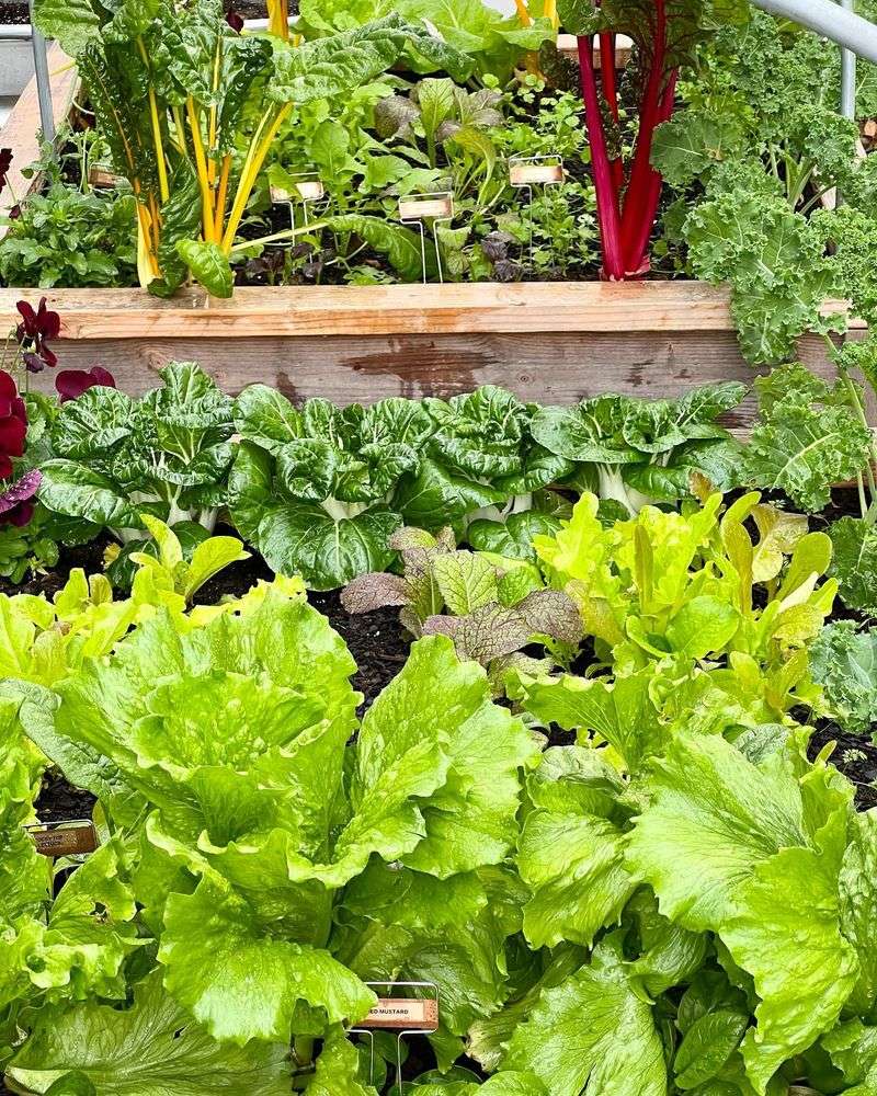 Lettuce