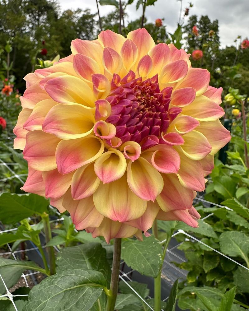 Dahlias