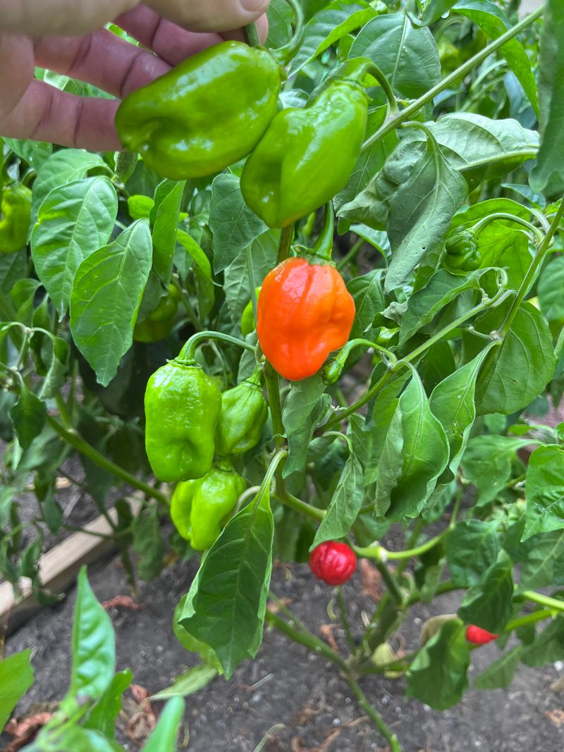 Peppers